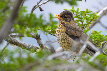 Falkland Thrush, Turdus falcklandii, sitting on the branch tree, animal in the nature habitat