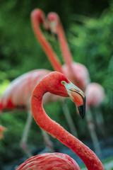 Obraz premium Flamant rose, ménagerie du jardin des plantes, paris