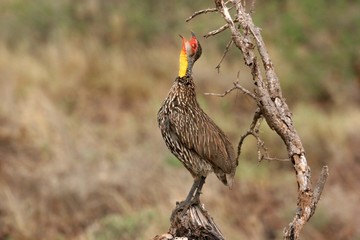 Naklejka premium yellow necked spurfowl