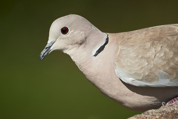Half-collared dove or ring-necked dove (Streptopelia decaocto) close-up in nature