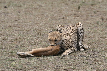 chetah start to eat a gazelle