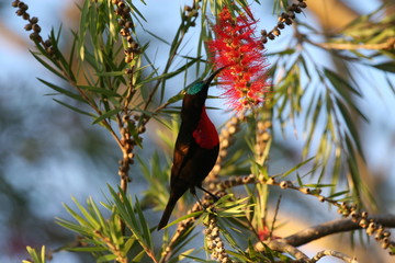 scarlet chested sunbird  drinking nectar
