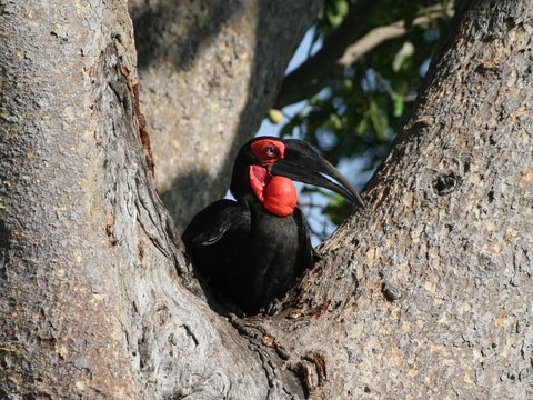 close up of a ground hornbill guarding his hest