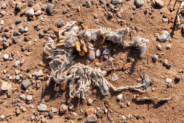 A tangled fishing net discharged ashore the Baltic Sea after a storm. Environmental pollution