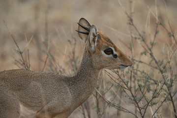 A dik dik ,smallests antelope in the wild, showing the pre orbital gland