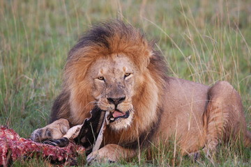 lion trying to eat with a broken tooth