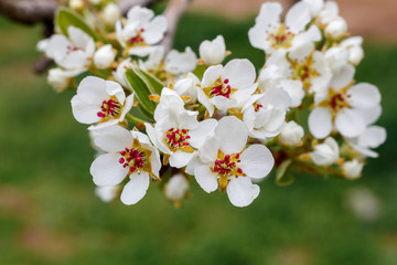 Peach Tree Spring Blossom Close Up