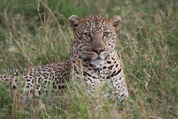face of a young leopard sitting down