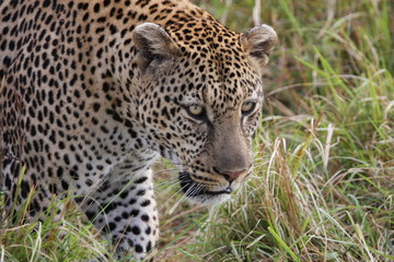Fototapeta na wymiar close up of a face of a leopard