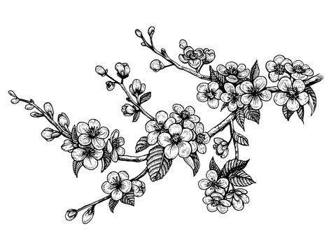 Blooming cherry branch, vector illustration. Sakura spring flowers.