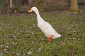 White Indian Runner duck running in the grass