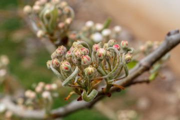 Peach at The Beginning of Spring Blossom