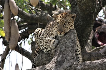 Fototapeta na wymiar leopard resting on the tree