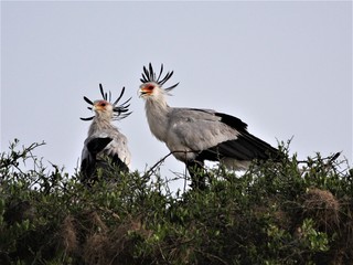 secretary birds in a nest