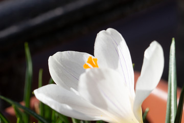 Crocus vernus violet flower