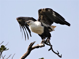 African fish eagle ready to take off