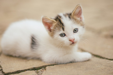 Lovely white kitten lies on a stone floor outdoor, cute small kitty closeup portrait