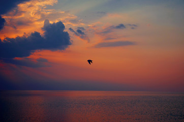 Lonely bird flying during beautiful sunset above the sea