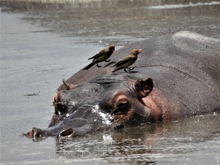 Fototapeta premium hippopotamus in water with oxpeckers on his head