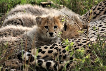 cheetah and cubs