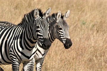 two heads of zebras together