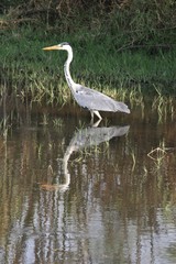 great blue heron ardea cinerea