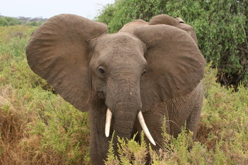 Fototapeta na wymiar elephant with ears spread out