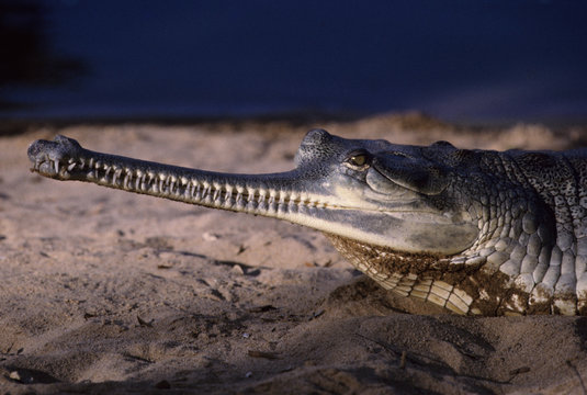 Gharial (Gavialis gangeticus)