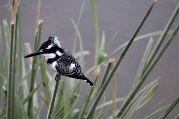 pied kingfisher