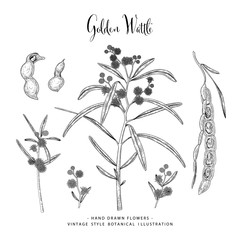Vector Sketch Golden Wattle (acacia pycnantha) decorative set. Hand Drawn Botanical Illustrations. Black and white with line art isolated on white backgrounds. Plant drawings. Retro style elements.