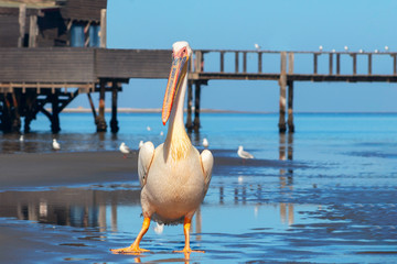 Wild african birds. One large pink pelican stand in the lagoon on a sunny day