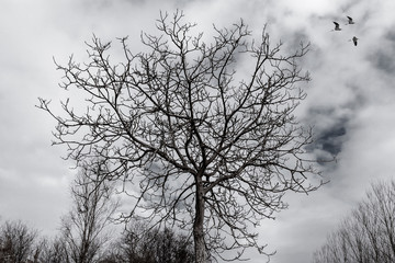 Rami di albero senza foglie con cielo nuvoloso e volo di uccelli.