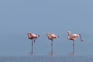 Wild african birds. Group birds of pink african flamingos  walking around the blue lagoon on a sunny day