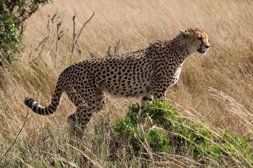 cheetah hunting in the bush