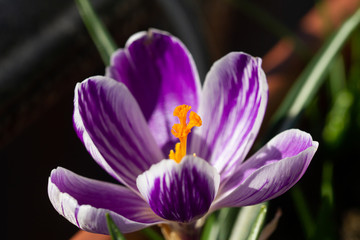 Crocus vernus violet flower