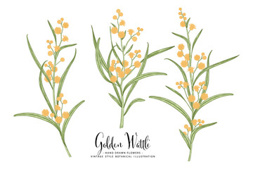 Vector Sketch Golden Wattle (acacia pycnantha) decorative set. Hand Drawn Botanical Illustrations. Line art isolated on white backgrounds. Plant drawings. Retro style elements.