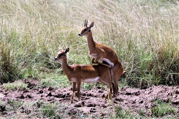 thomson gazelles in a funy pose as they mate