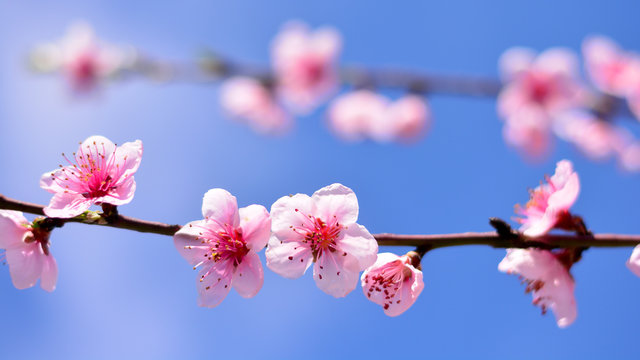 un ramo in fiore a primavera