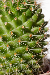 Succulent and cactus in pot