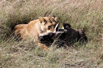 lioness killing a wildebeest