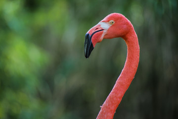 Flamant rose, ménagerie du jardin des plantes, paris