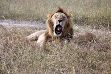 lion in the grass yawning