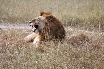 lion in the grass with mouth open