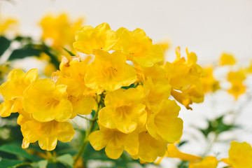 yellow daffodils on white background