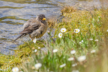 austral thrush (Turdus falcklandii) taking a bath in Lapataia River - Ushuaia - Argentina