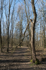 Tree with broken branch in the forest with no leaves 