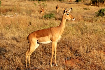 impala in the savannah