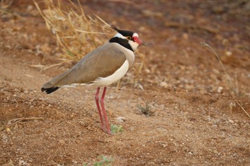 black headed lapwing