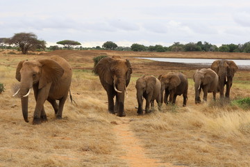 Naklejka na ściany i meble herd of elephants in the savannah