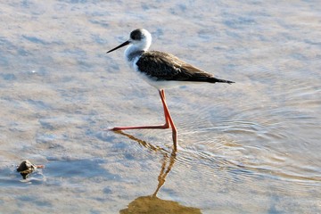 spurwinged stilt standing in the water